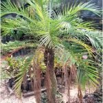 Jual Pohon Palem Phoenix Harga Murah Bibit dan Ukuran Besar