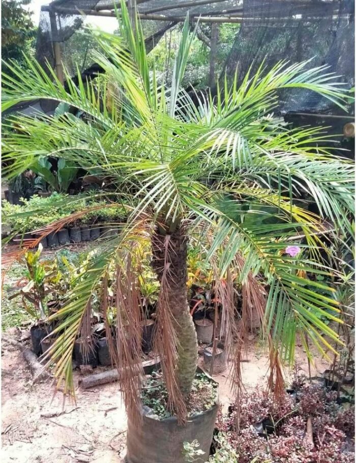 Palem Phoenix