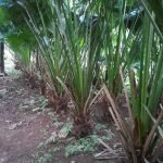 Palem Sinensis