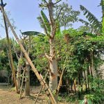 Pohon Baobab