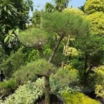 Jual Pohon Bonsai Cemara Udang Harga Murah