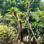 Harga Kamboja Fosil Ukuran Besar: Pilihan Elegan untuk Taman