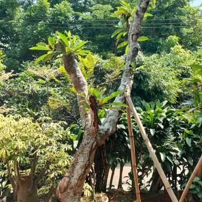 Pohon Kamboja Fosil
