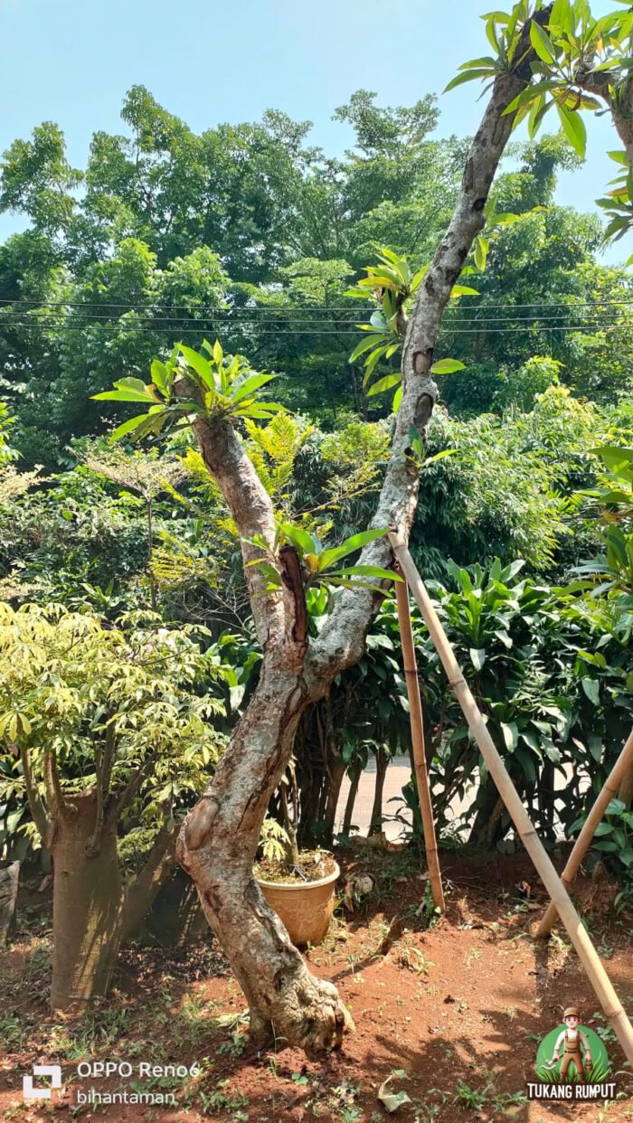 Pohon Kamboja Fosil