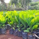 Pohon Palem Kol
