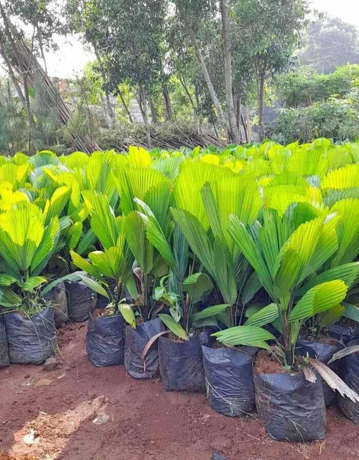 Pohon Palem Kol