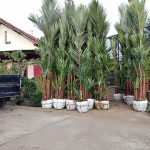 Pohon Palem Merah 3 Meter