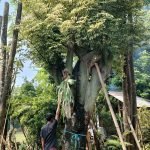Jual Pohon Randu Varigata Harga Terbaru Bonsai Kapuk Putih