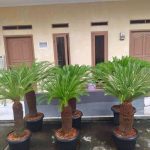 Jual Pohon Sikas Tinggi 1 Meter Harga Terbaru Siap Cod