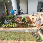 Proses Pembongkaran dan pemasangan rumput