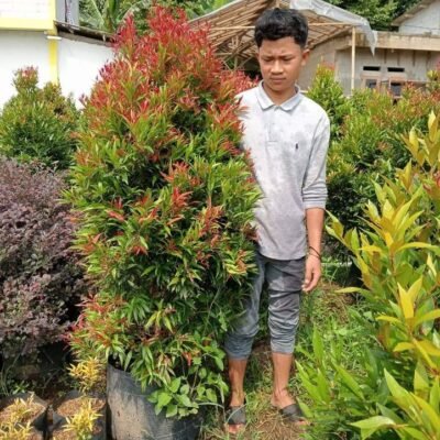 Pucuk Merah 1 Meter