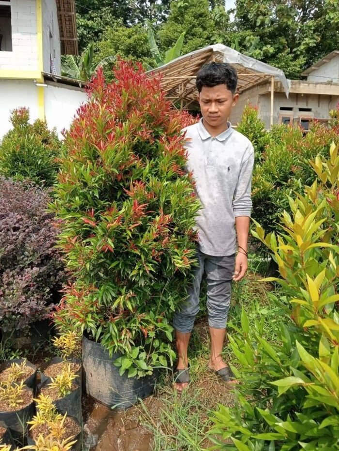 Pucuk Merah 1 Meter