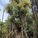 Jual Pohon Randu Varigata Harga Terbaru Bonsai Kapuk Putih