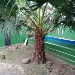 Jual Pohon Palem Sinensis Harga Terbaru Tinggi 3 Meter