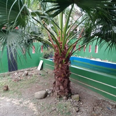 jual pohon palem sinensis