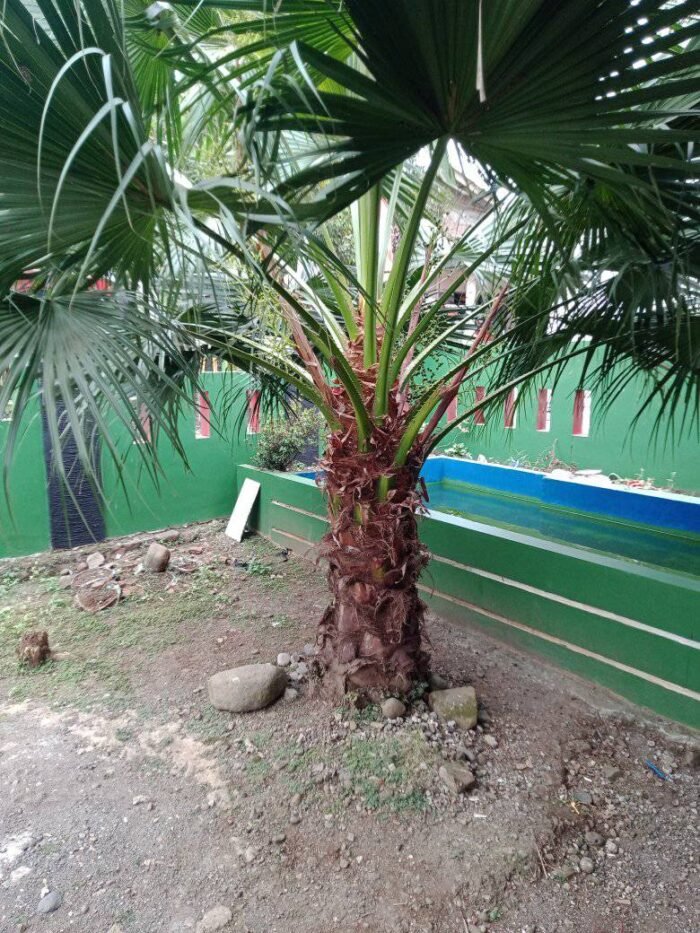 jual pohon palem sinensis
