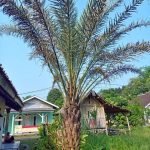 Jual Pohon Kurma Ukuran Besar 2 - 4 Meter Harga Murah Palem Kurma