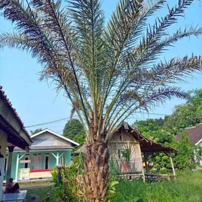pohon Kurma Tinggi 3 meter