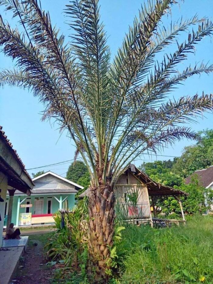 pohon Kurma Tinggi 3 meter