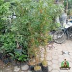 Bambu kuning Mini
