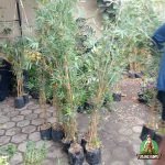 Jual Bibit Bambu Kuning Mini Kecil