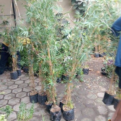 Bibit Bambu Kuning