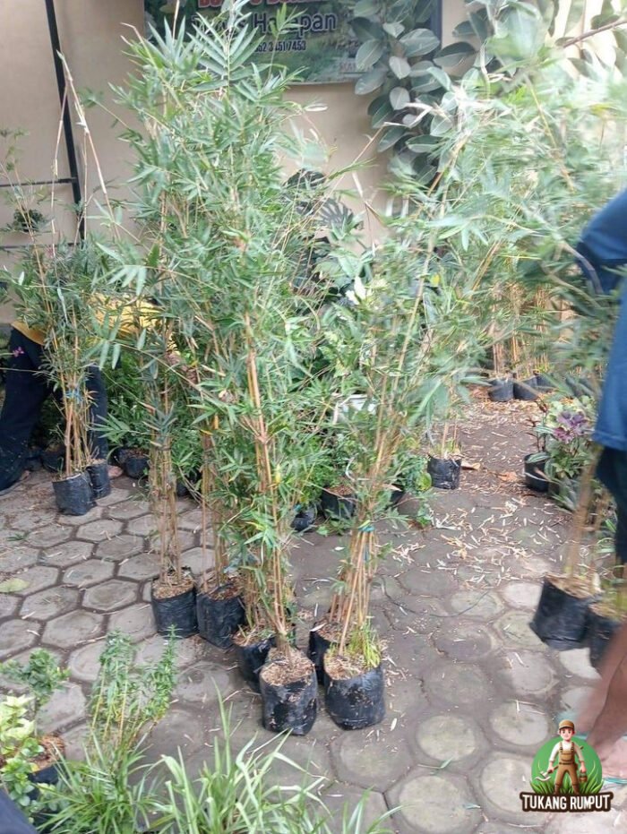 Bibit Bambu Kuning