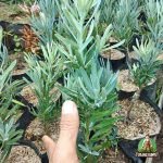 Jual Bibit Pohon Lohansung Blue Ice Harga Murah