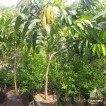 Jual Bibit Pohon Mangga KioJay Tanaman Buah Mangga Kiojay Siap Kirim