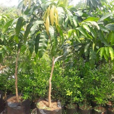 Bibit Pohon Mangga KioJay