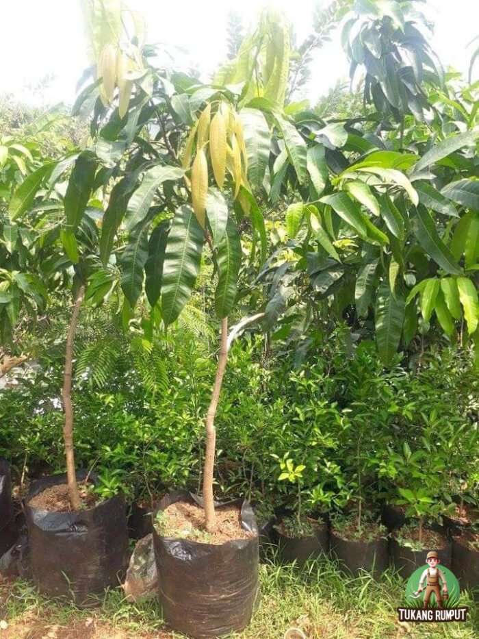 Bibit Pohon Mangga KioJay