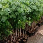 Jual Bibit Pohon Trembesi Tinggi 20 - 50 Cm