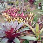 Bromelia Giant