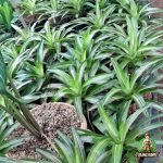 Bromelia Hijau