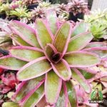 Jual Tanaman Bromelia Giant Merah, Putih, Hijau Harga Murah