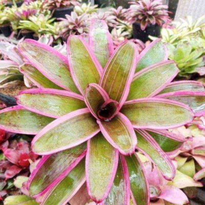 Bromelia Merah
