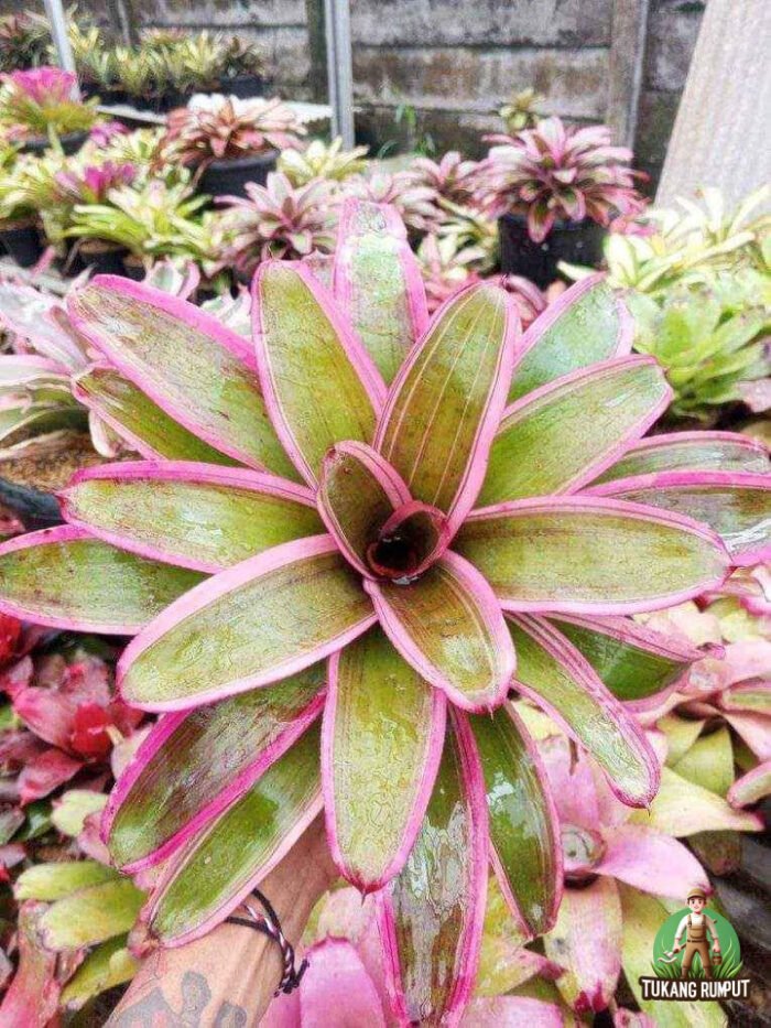 Bromelia Merah