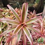 Bromelia Pink
