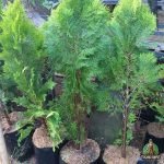 Jual Cemara Kipas Harga Murah Terbaru