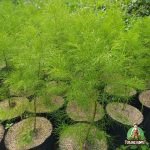 Jual Bibit Cemara Laut Tanaman Cemara Laut