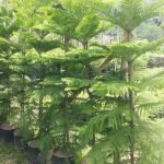 Jual Cemara Norfolk Besar Tinggi 1-5 Meter Harga Murah Terbaru