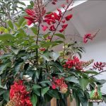 Jual Pohon Dadap Merah Tanaman Bunga Dadap Merah