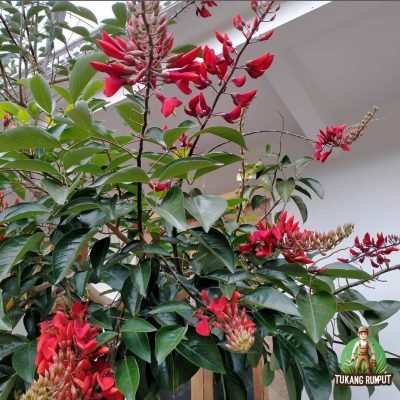 Dadap Merah