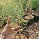 Jual Pohon Kayu Putih Bibit dan Ukuran Besar