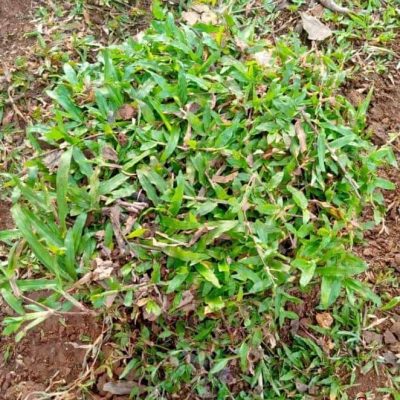 Rumput Gajah Biasa