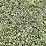 Jual Rumput Gajah Mini Varigata Terdekat Harga Terbaru