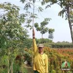 Gambar Pohon Eucalyptus Rainbow