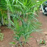 Harga Palem Komodoria
