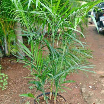 Harga Palem Komodoria
