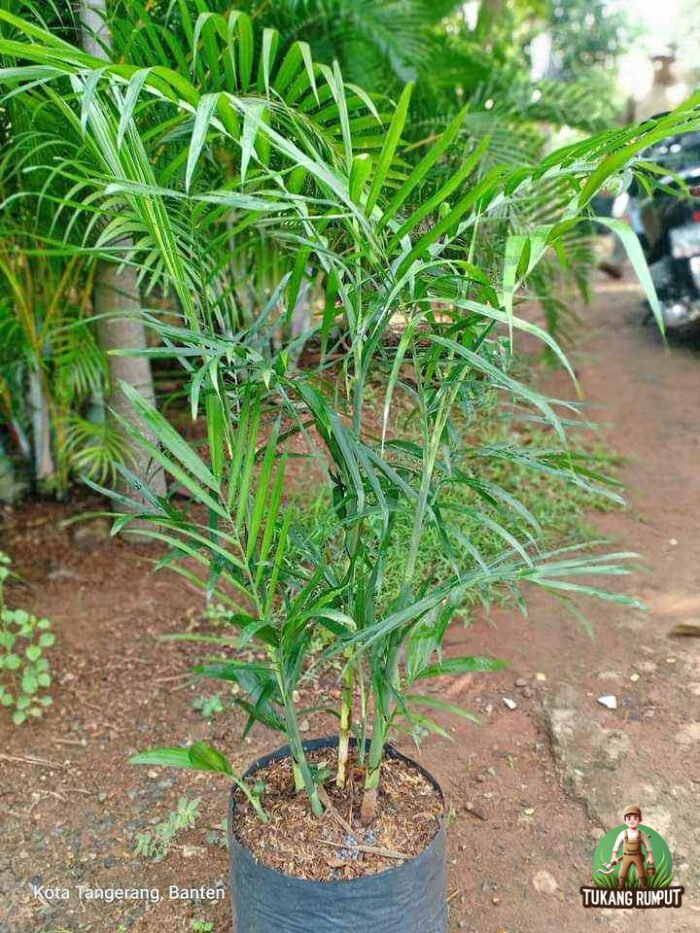 Harga Palem Komodoria